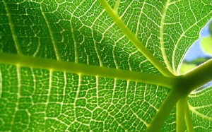 leaf-cells-wallpapers